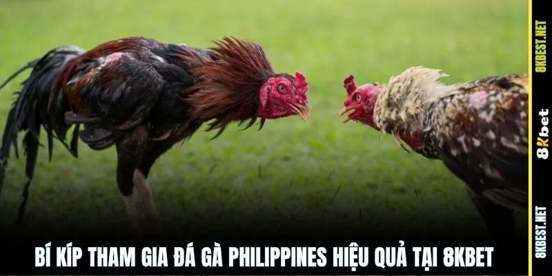 Bí kíp tham gia đá gà Philippines hiệu quả tại 8KBET