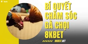 Bí Quyết Chăm Sóc Gà Chọi Giúp Chiến Kê Thắng Lớn Ở 8KBET