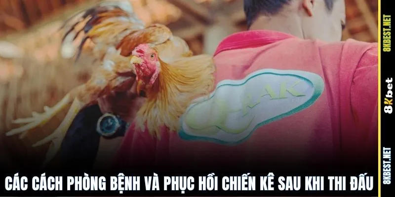 Các cách phòng bệnh và phục hồi chiến kê sau khi thi đấu