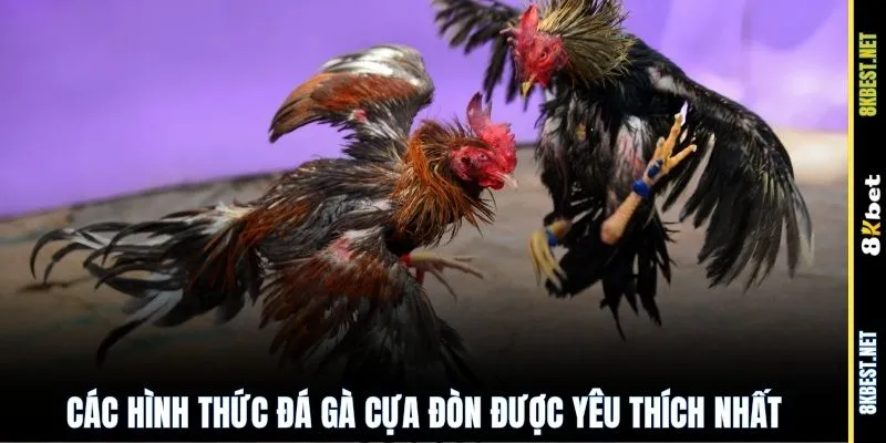 Các hình thức đá gà cựa đòn được yêu thích nhất
