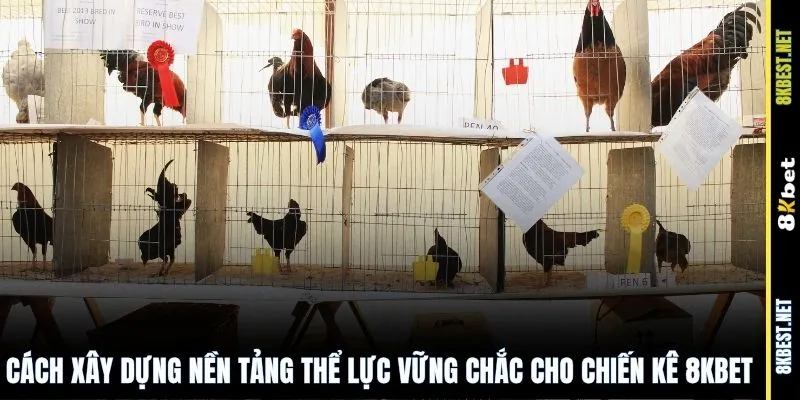 Cách xây dựng nền tảng thể lực vững chắc cho chiến kê 8KBET