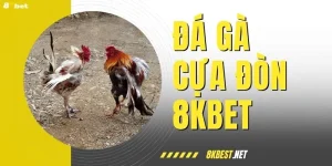 Xem Ngay Đá Gà Cựa Đòn Đỉnh Cao Chỉ Có Tại Nhà Cái 8KBET