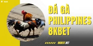 Đá Gà Philippines – Đấu Trường Trực Tuyến Kịch Tính Ở 8KBET