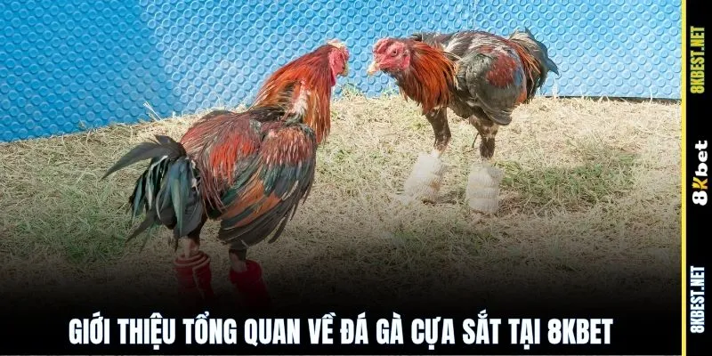 Giới thiệu tổng quan về đá gà cựa sắt tại 8KBET