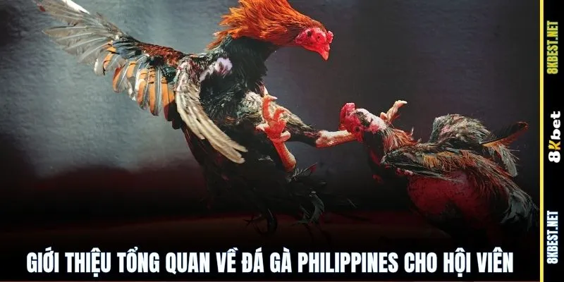Giới thiệu tổng quan về đá gà Philippines cho hội viên