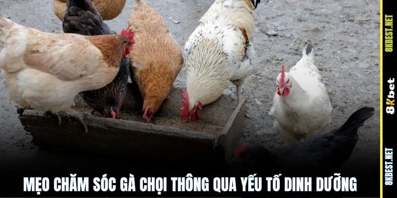 Mẹo chăm sóc gà chọi thông qua yếu tố dinh dưỡng
