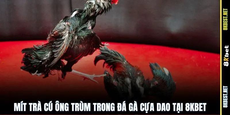 Mít Trà Cú ông trùm trong đá gà cựa dao tại 8KBET