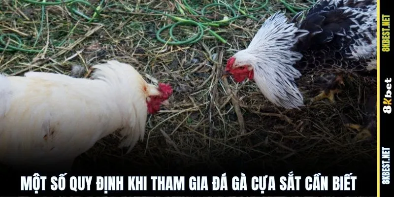 Một số quy định khi tham gia đá gà cựa sắt cần biết