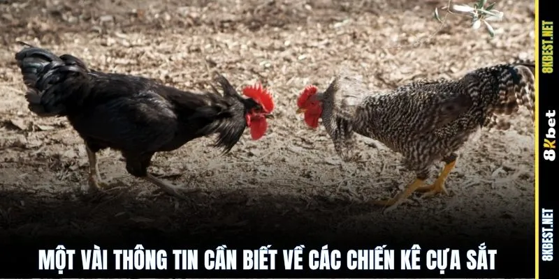Một vài thông tin cần biết về các chiến kê cựa sắt