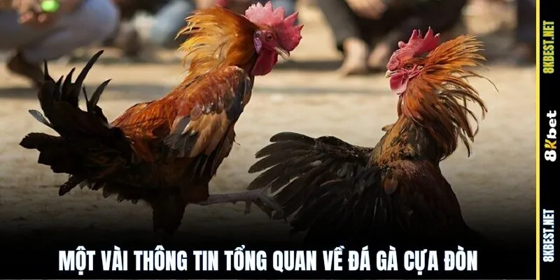 Một vài thông tin tổng quan về đá gà cựa đòn