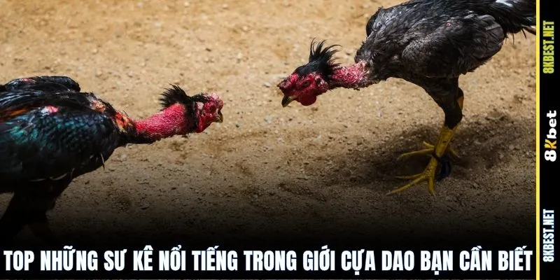 Top những sư kê nổi tiếng trong giới cựa dao bạn cần biết