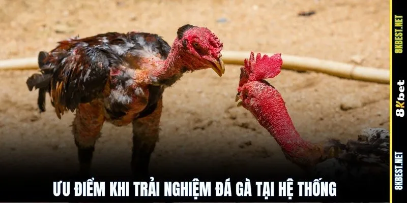 Ưu điểm khi trải nghiệm đá gà tại hệ thống