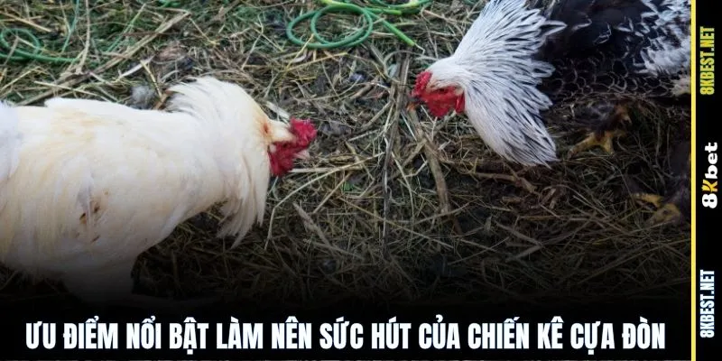 Ưu điểm nổi bật làm nên sức hút của chiến kê cựa đòn